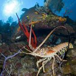 Lobster season is now open