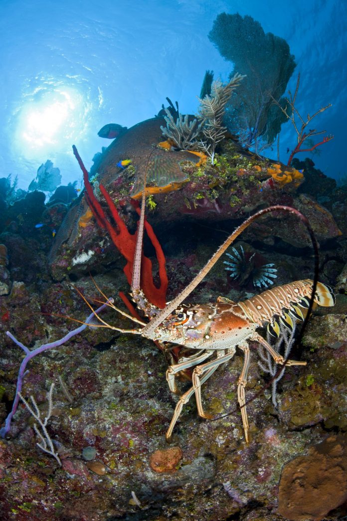lobster