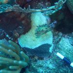 Deadly coral disease found over 4-mile area