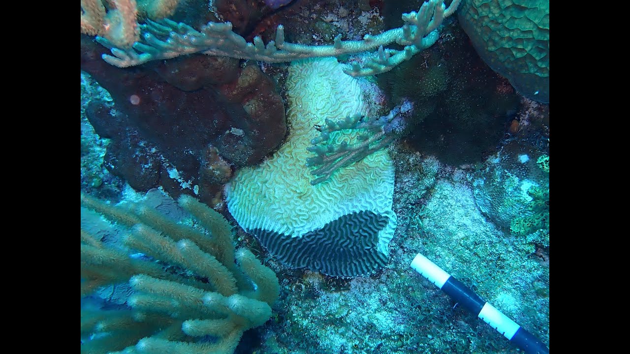 洋書 Coral Health and Disease Discolored Tissue - Coral Disease