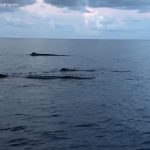 DoE: Large marine animal sightings a welcome sign