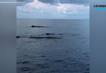DoE: Large marine animal sightings a welcome sign
