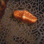 Natural Marine World Tidbits