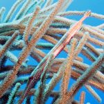 Natural Marine World Tidbits