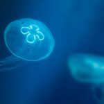 DoE alerts beachgoers following reports of jellyfish stings