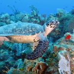 Natural Marine World Tidbits