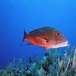 Natural Marine World Tidbits
