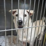 Volunteers rally to foster animals ahead of storm