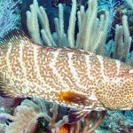 Natural Marine World Tidbits