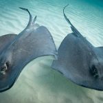 Gov’t funds water-sports operators to feed stingrays