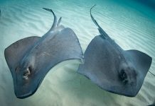 Gov’t funds water-sports operators to feed stingrays