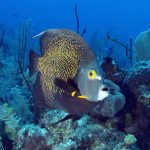 Natural Marine World Tidbits