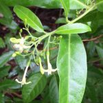 Conservation Council seeks feedback on plan to save rare shrub