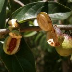 Native plants of Cayman
