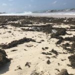 Poll: Are the beaches any cleaner without tourists?