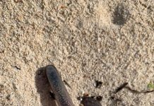 Beachgoers find vials of blood, syringe on Seven Mile
