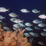 Natural Marine World Tidbits