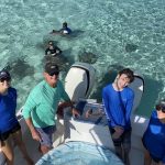 Stingray sandbar population has halved amid COVID impact