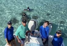 Stingray sandbar population has halved amid COVID impact