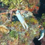 Natural Marine World Tidbits