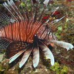 Natural Marine World Tidbits