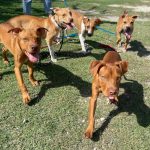 Animal shelter full to capacity