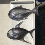 Natural Marine World Tidbits