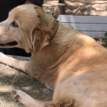 Lab tests inconclusive on dog poisonings Havana, an 8-year-old dog, belonging to the Yates family in West Bay, was one of several dogs who died after being poisoned in West Bay on Wednesday.