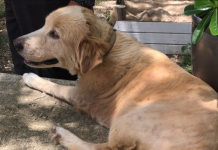 Lab tests inconclusive on dog poisonings Havana, an 8-year-old dog, belonging to the Yates family in West Bay, was one of several dogs who died after being poisoned in West Bay on Wednesday.