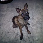Dog poisoning toxin not yet identified