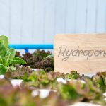 Update: Planning board approves hydroponic farm application