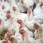 Avian flu fears spark European poultry import ban