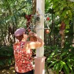 Garden Club elves decorate Botanic Park