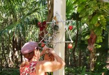 Garden Club elves decorate Botanic Park