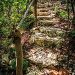A walk through the (sea grape) woods