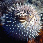 Natural Marine World Tidbits