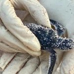COVID lockdown helped record-breaking turtle season