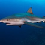 New research aims to uncover the birthing sites of Cayman’s sharks