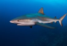 New research aims to uncover the birthing sites of Cayman’s sharks