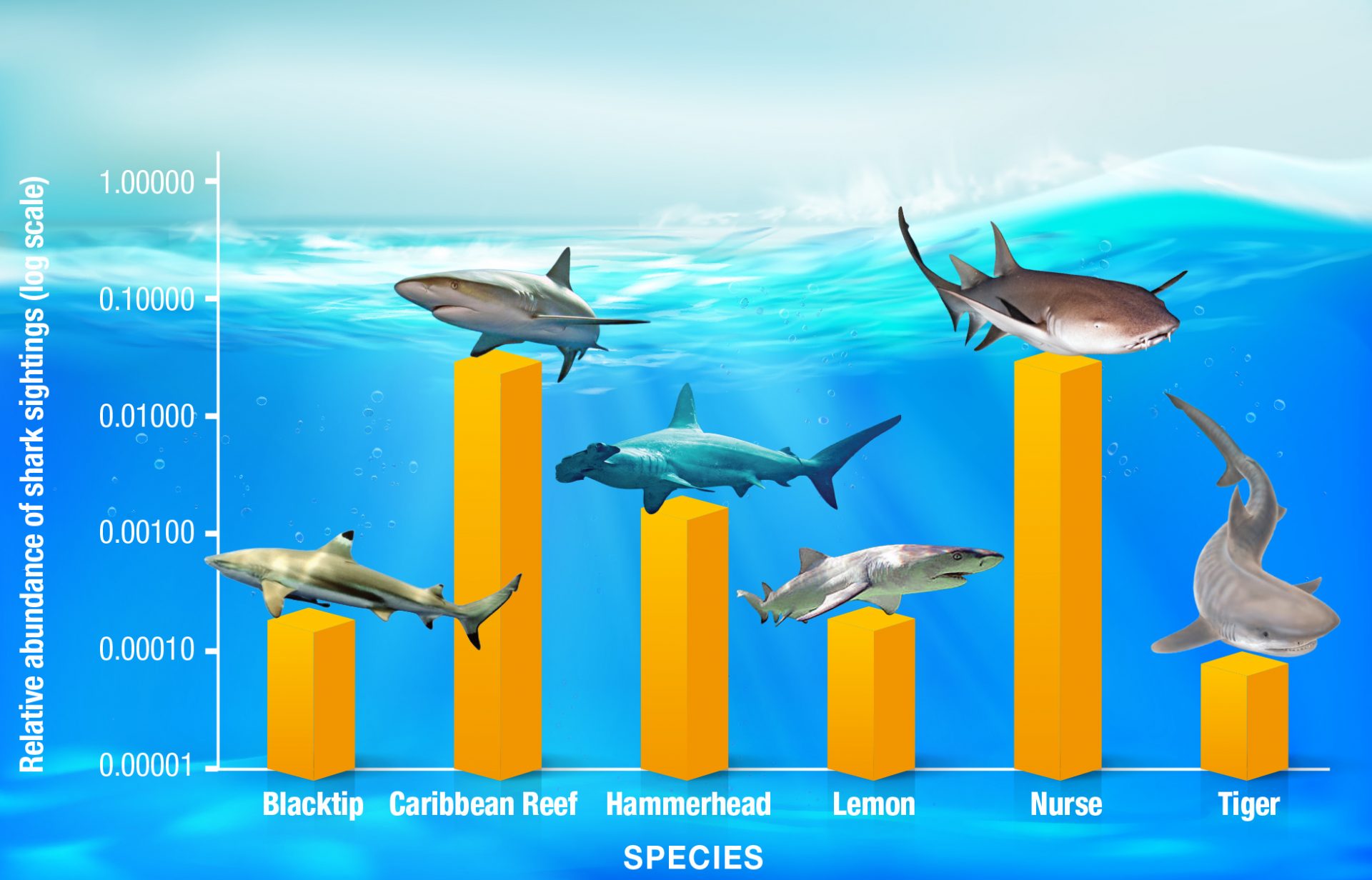 Close encounters help change fearsome image of sharks - Cayman Compass
