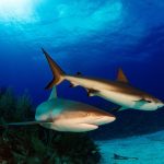 Close encounters help change fearsome image of sharks