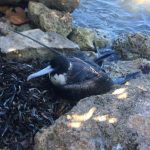 DoE: Frigate bird rescued