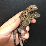 Twin blues flourishing at iguana conservation centre