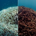 UN report: World could lose coral reefs by end of century