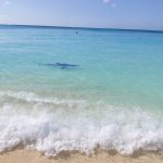 DoE: Leave the sharks alone