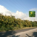 Native plants of Cayman