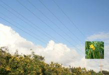Native plants of Cayman