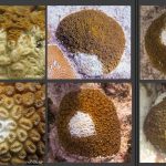 DoE seeking extra funding to combat deadly coral disease