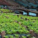 $1 million relief programme for farmers extended