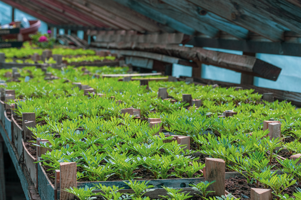 
		Comment on Farming grows independence, minister says by longtermresident		